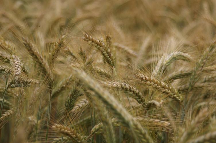从田间到粮仓 谷物种植如何撑起一座粮食加工厂